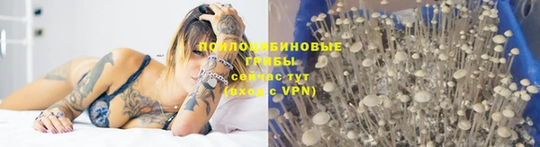 прущие грибы Белокуриха
