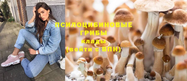 прущие грибы Белокуриха